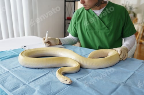 Preview: Examining A Large Yellow Snake on Examination Table