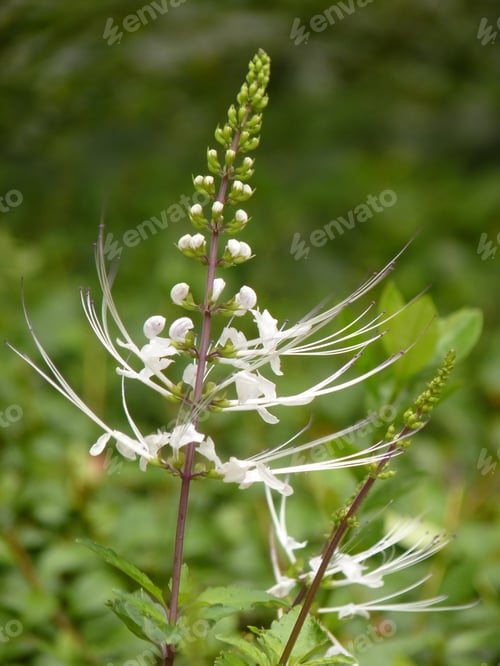 Preview: Closeup of a growing Orthosiphon stamineus or Orthosiphon aristatus flower