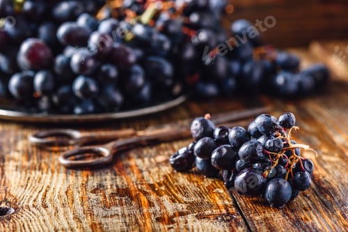 Preview: Vine Grapes and Rusty Scissors
