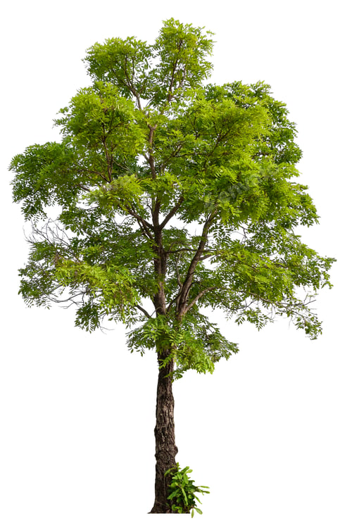 Preview: hight qaulity tree on white background