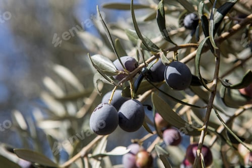 Preview: Olive harvest, newly picked olives of different colors and olive leafs.