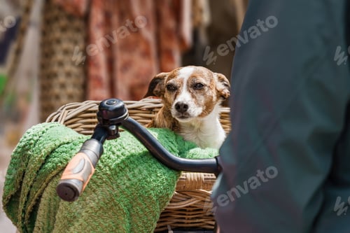 Preview: An elderly dog sits in a bicycle basket, safe transportation of an animal in a bicycle basket
