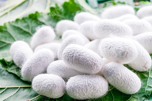 Preview: white silk cocoon, silky, fiber
