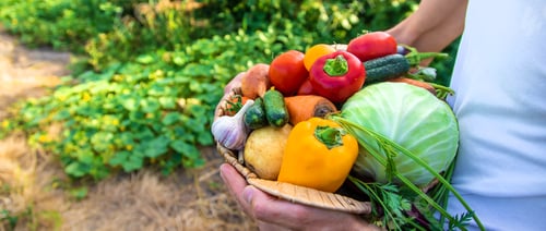 Preview: A man farmer holds vegetables in his hands. Selective focus.