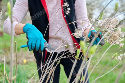 Preview: Hands of female gardener in gloves with secateurs pruning hydrangea bush