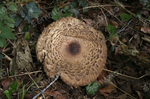 Preview: Closeup on a Shaggy parasol mushroom, Chlorophyllum olivier which can cause gastric upsets