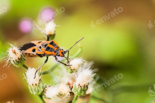 Preview: Red bug, insect on flower