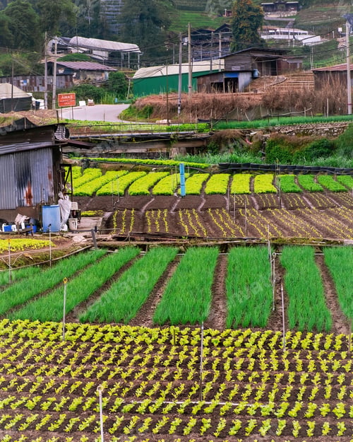 Preview: Agricultural industry. Vegetables being grown in a field close to the mountains.