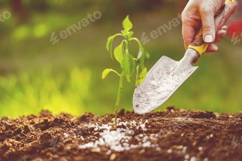 Preview: put some fertilizer gmo or poison in shovel in the soil under small plants