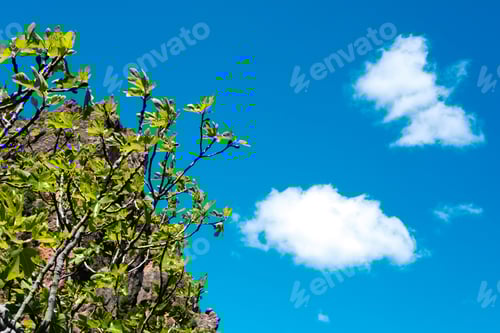 Preview: Fig tree with the first green figs of summer, a clear day with a blue sky.
