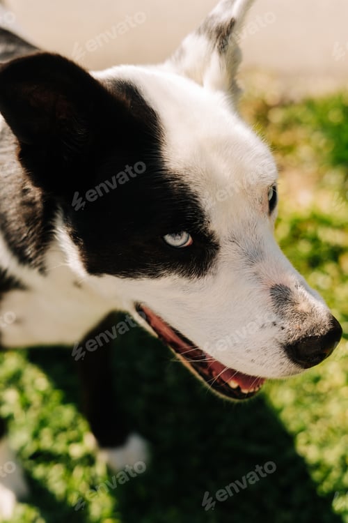 Preview: Portrait of a blue eyed black and white dog
