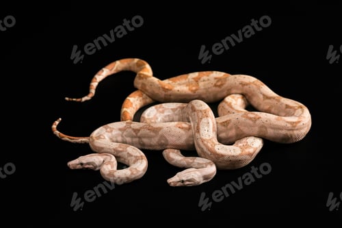 Preview: Trimeresurus puniceus