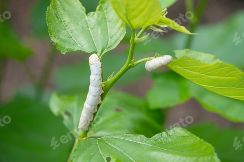 Preview: silkworm