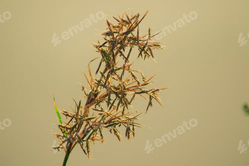 Preview: Natural dry grass in summer