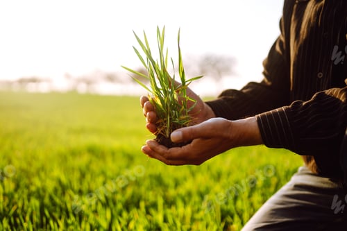 Preview: Young wheat sprout in the hands of a farmer. The farmer considers young wheat in the field.