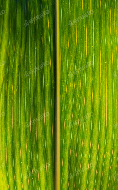 Preview: Green growing leaves of maize in a field.