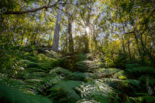 Preview: Sunlight filtering through lush green foliage in a forest