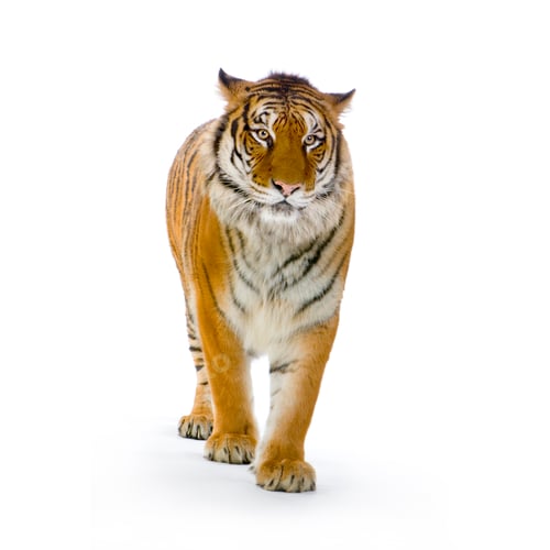 Preview: Tiger standing up