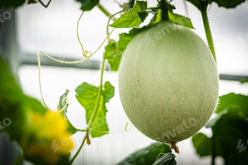 Preview: Fresh melons plants