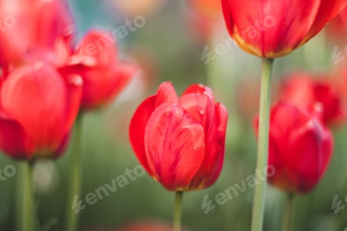 Preview: Blooming red tulips in the spring garden
