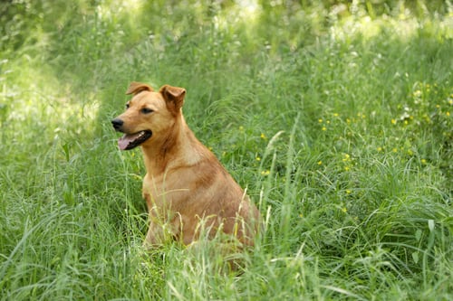 Preview: Homeless dog in park. Concept of volunteering and animal shelters
