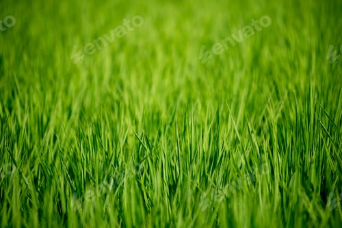 Preview: Country Side Rice Fields