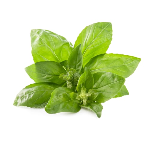 Fresh Basil Leaves on White Background Still Life