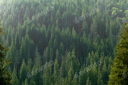 Preview: Pine in the Carpathian mountains. Green forest nature