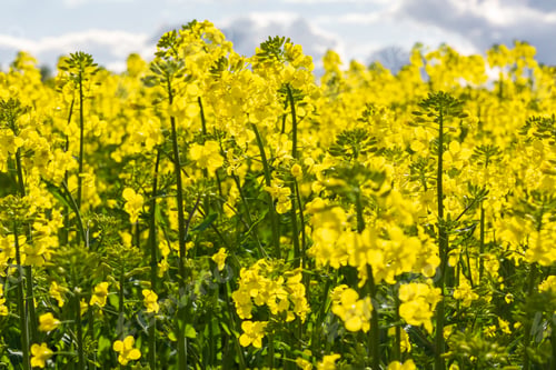 Aperçu: champ de belle fleur de colza dorée printanière, colza de colza en latin Brassica napus
