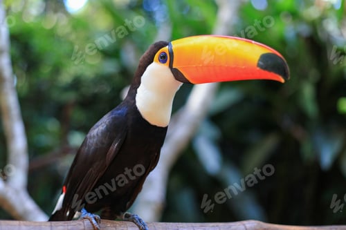 Preview: Toucan
