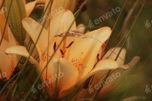 Preview: Golden Hour. Lilies glowing in the late evening light.