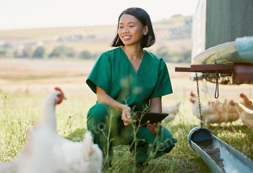 Preview: Woman, veterinary worker or tablet on chicken farm in medical research, hormone medicine study or h