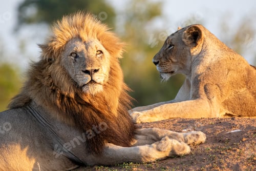 Preview: A Lion and lioness, Panthera leo, lying down together, close-up.