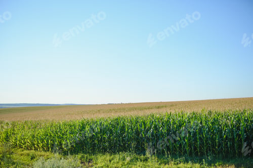 Preview: Green field of young corn under the sunlight