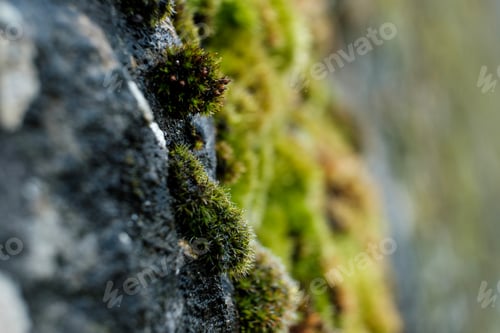 Preview: Macro image of moss and stone.