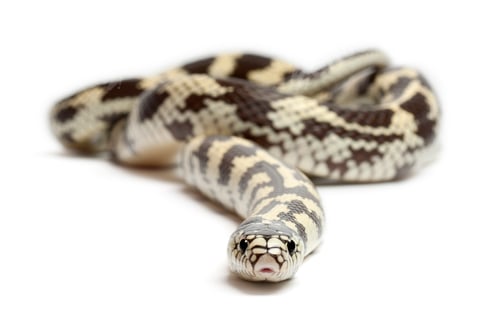 Preview: Banana eastern kingsnake or common kingsnake, Lampropeltis getula californiae