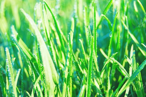Preview: Fresh green grass with drops of dew and sun highlights