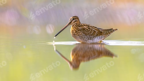 Preview: Common snipe wader bird in habitat background