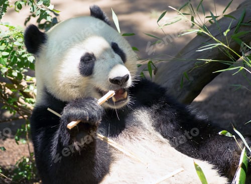 Preview: Endangered Giant Panda Eating Bamboo Stalk
