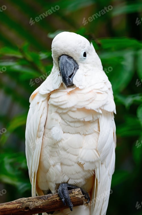Preview: Mollucan Cockatoo