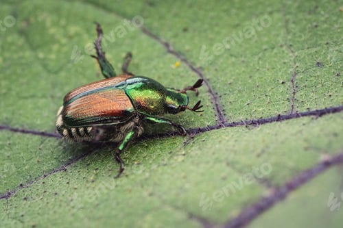 Preview: Macro shot of a Japanese beetle on a leaf