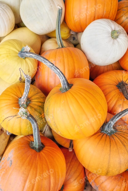 Preview: A collection of various pumpkins for Halloween.