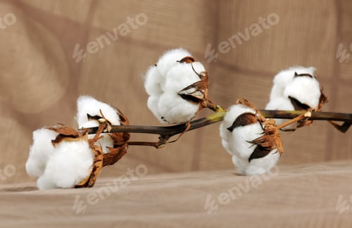 Preview: Branch of cotton