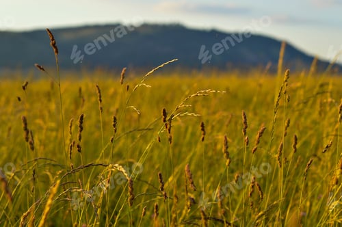 Preview: Closeup of ears of wheat in the field