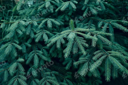 Preview: Emerald spruce branches