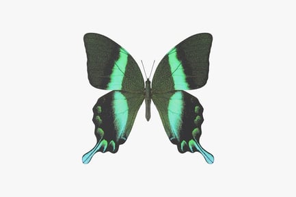 Preview: Emerald Swallowtail Butterfly