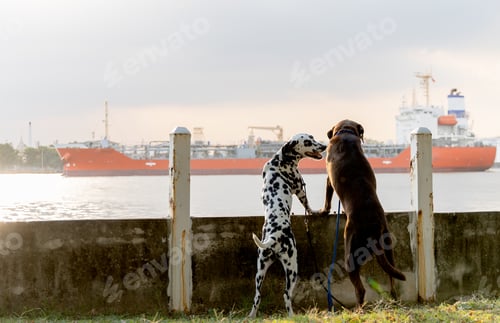 Preview: Dalmatian stand on fence of river together with brawn dog look at boat in the river with evening lig