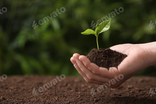 Preview: Woman holding young seedling over soil on blurred background, closeup. Space for text