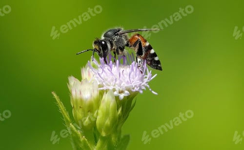 Preview: Bee atop a blossoming flower, surrounded by lush green foliage