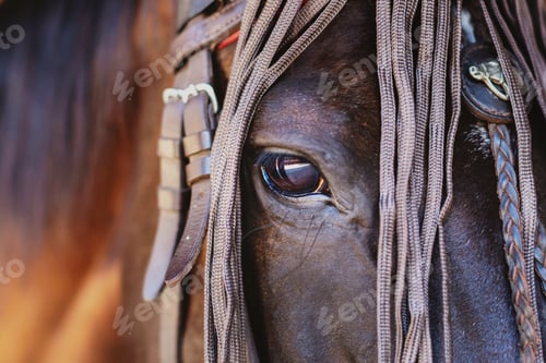 Preview: Beautiful horse with amazing glance in the eye